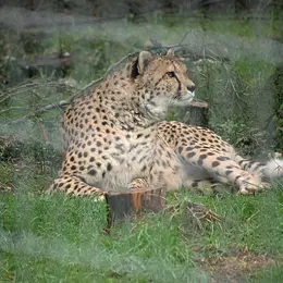 Zoo de Montpellier