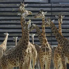 Parc Zoologique de Paris : Billet d'entrée