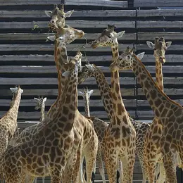 Parc Zoologique de Paris : Billet d'entrée