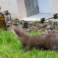 Le muntjac et sa copine la loutre &copy; Dominique Villiseck