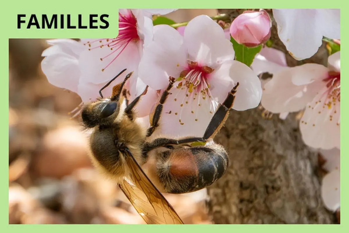 Parcours conté au château Citran - Léo au pays des abeilles