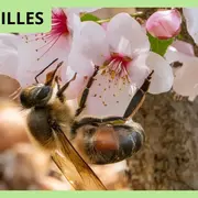 Parcours conté au château Citran - Léo au pays des abeilles