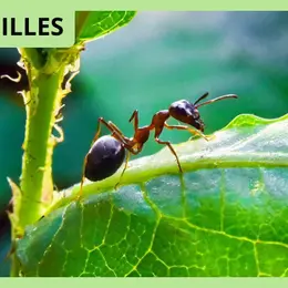 Parcours conté au château Citran - Léo au pays des fourmis