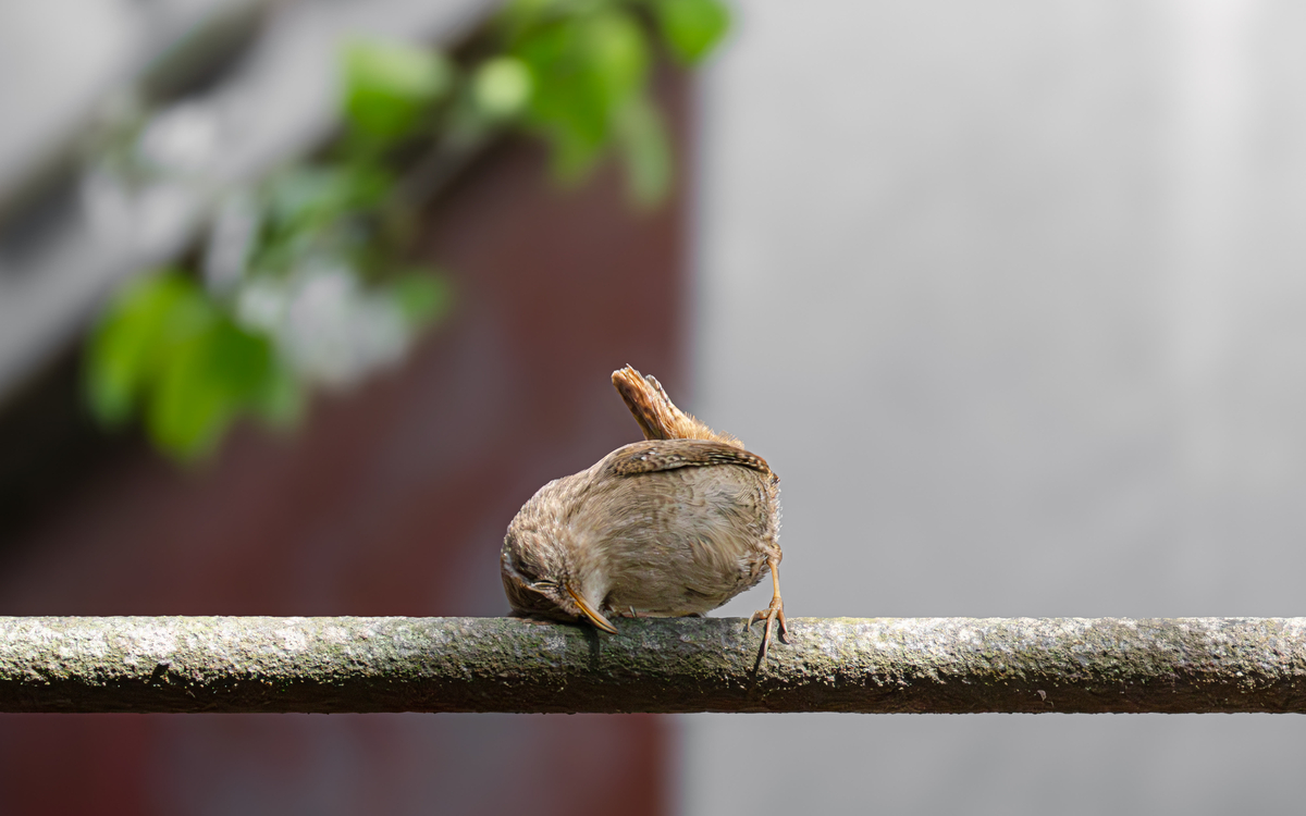 Paris 20e Nature : Le Peuple Invisible du 20e