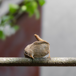 Paris 20e Nature : Le Peuple Invisible du 20e