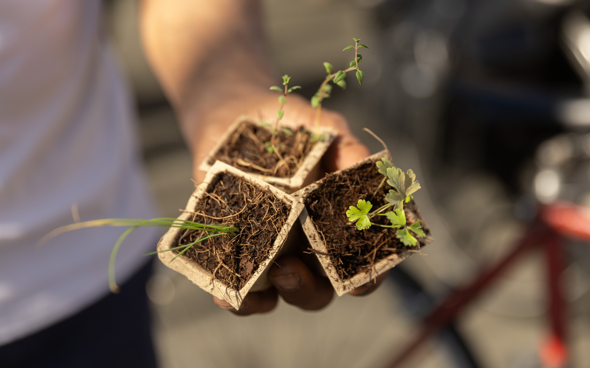 Une personne tient dans ses mains des jeunes pousses pour les semer.