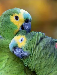 Parrot World