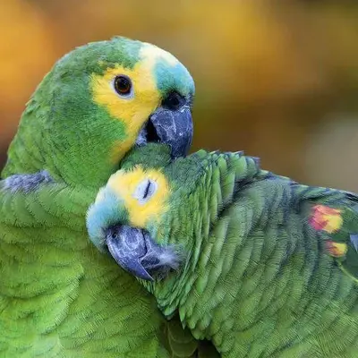Parrot World