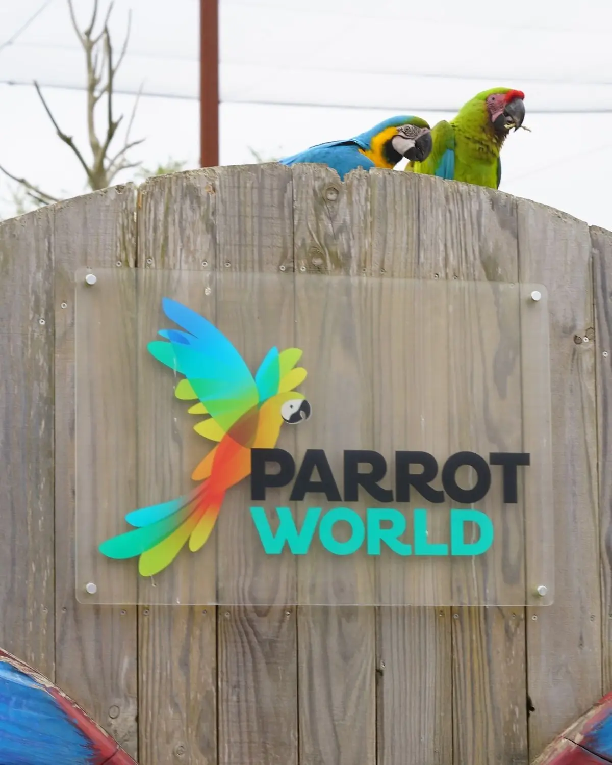 Parrot World