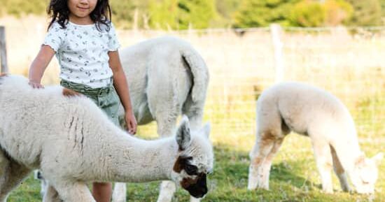 Parrot World : billets pour les exp&eacute;riences immersives