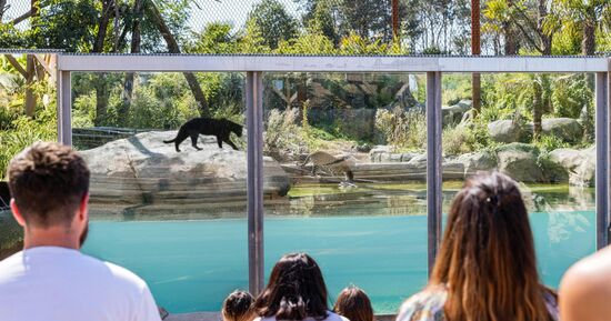 Parrot World : Pass annuel
