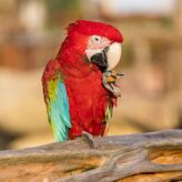 Parrot World : Ticket journalier