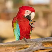 Parrot World : Ticket journalier