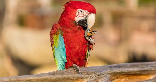 Parrot World : Ticket journalier