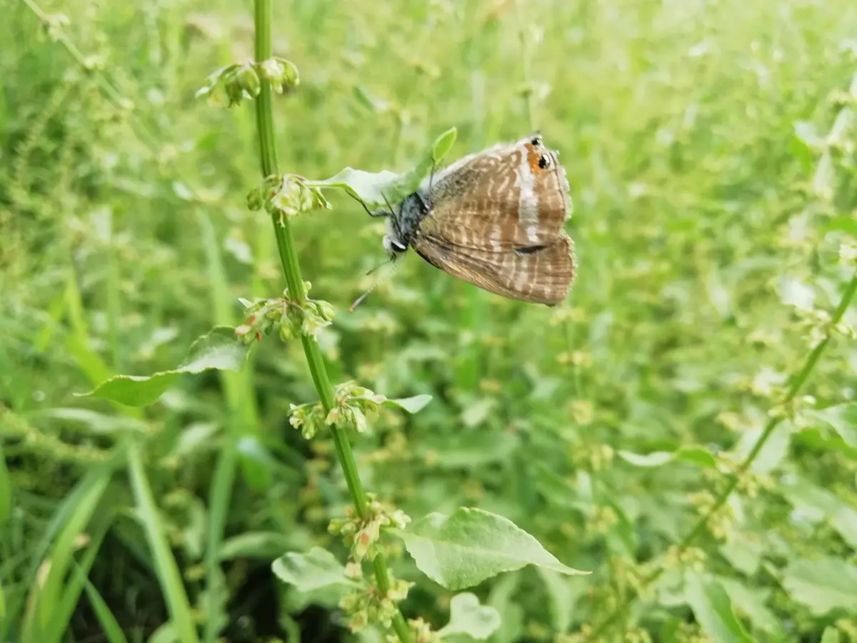 Partez à la découverte des zones humides autour du plan de Nouailhas