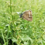 Partez à la découverte des zones humides autour du plan de Nouailhas