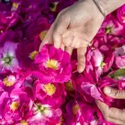Participez à une journée au milieu des roses - Formation 1 jour