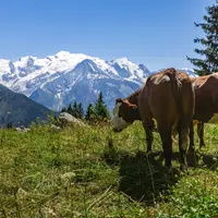 Coucou les vaches de Plaine-Joux &copy; Arnaud Lesueur