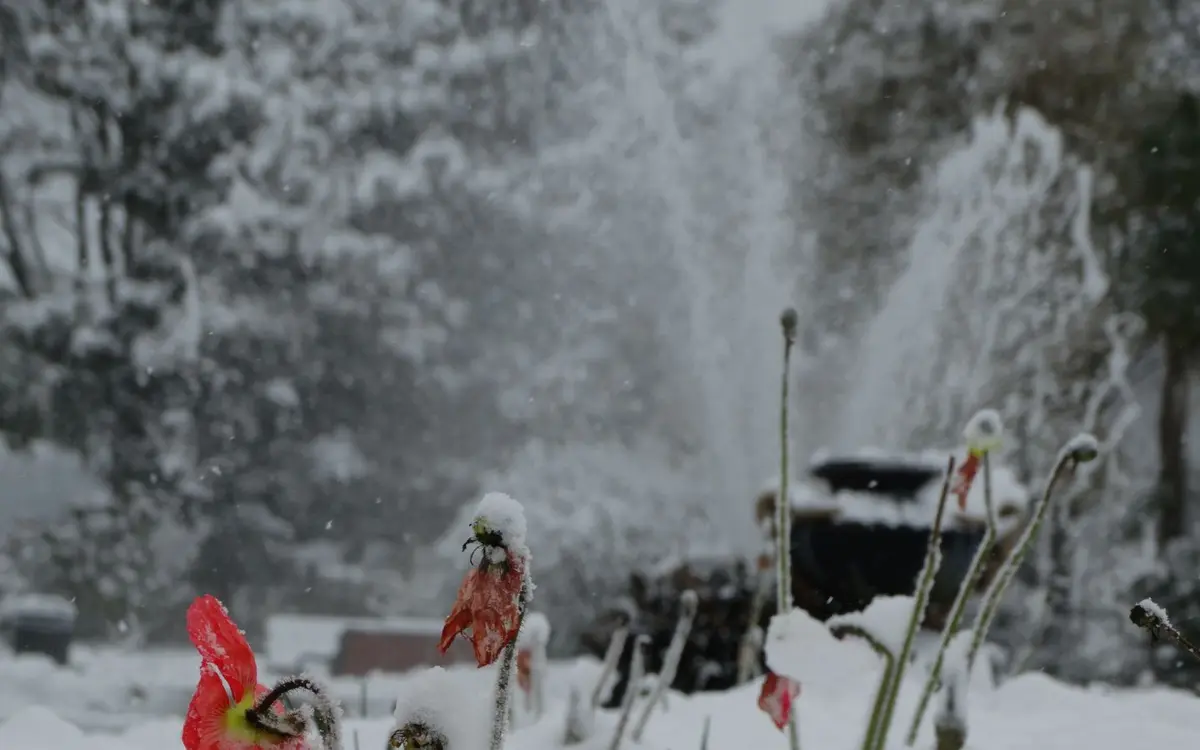 Pause archi patrimoine : l'hiver au jardin