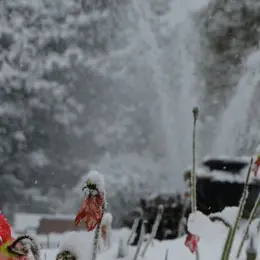 Pause archi patrimoine : l'hiver au jardin