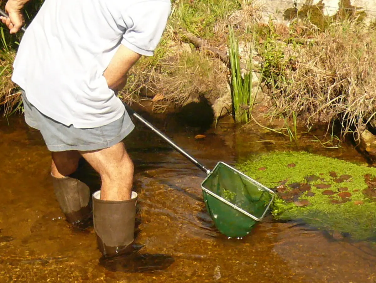 Pêche à l'écrevisse