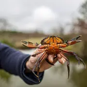 Pêche aux crabes