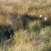 Peindre la Camargue à travers ses sons