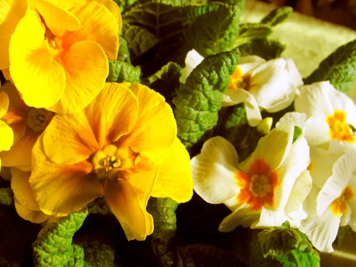 Jardin : les plantations du printemps 