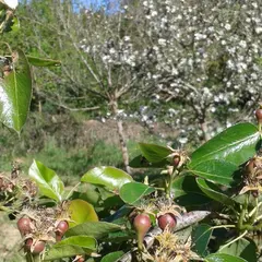 Permaculture au Jardin des Cabanes