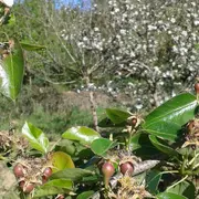 Permaculture au Jardin des Cabanes