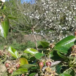 Permaculture au Jardin des Cabanes