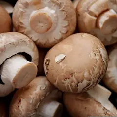Permaculture et Champignonnière