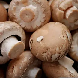 Permaculture et Champignonnière
