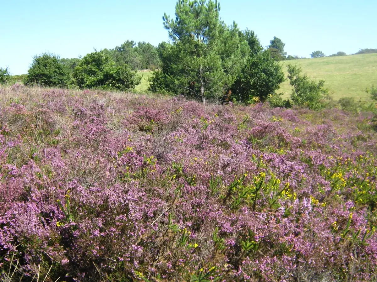 Petit aventurier dans les landes