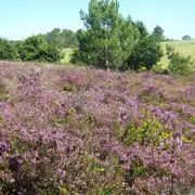 Petit aventurier dans les landes