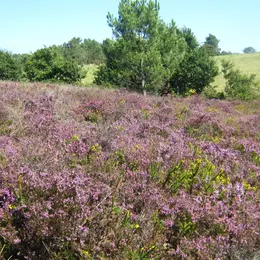 Petit aventurier dans les landes
