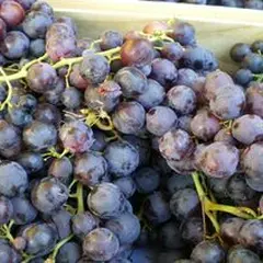 Petit Marché Traditionnel De Quarante