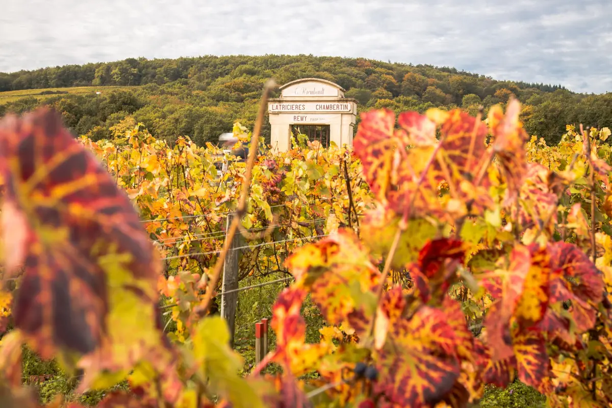 Petit train électrique et navette vers les vignobles : deux nouvelles façons de découvrir Dijon arrivent en 2027