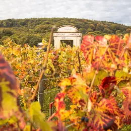 Petit train électrique et navette vers les vignobles : deux nouvelles façons de découvrir Dijon arrivent en 2027