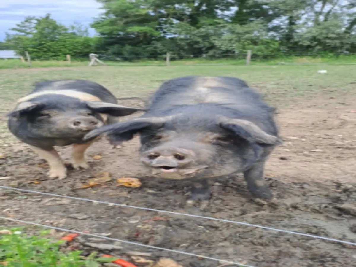 Petite visite de la Ferme des 4 saisons près de Bourgoin-Jallieu (38)