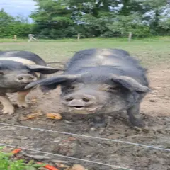 Petite visite de la Ferme des 4 saisons près de Bourgoin-Jallieu (38)