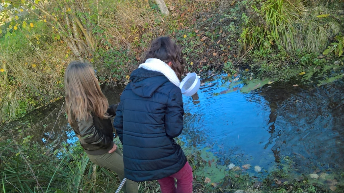 Petites bêtes aquatiques
