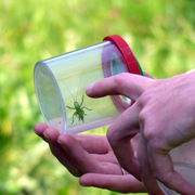 Petites bêtes terrestres