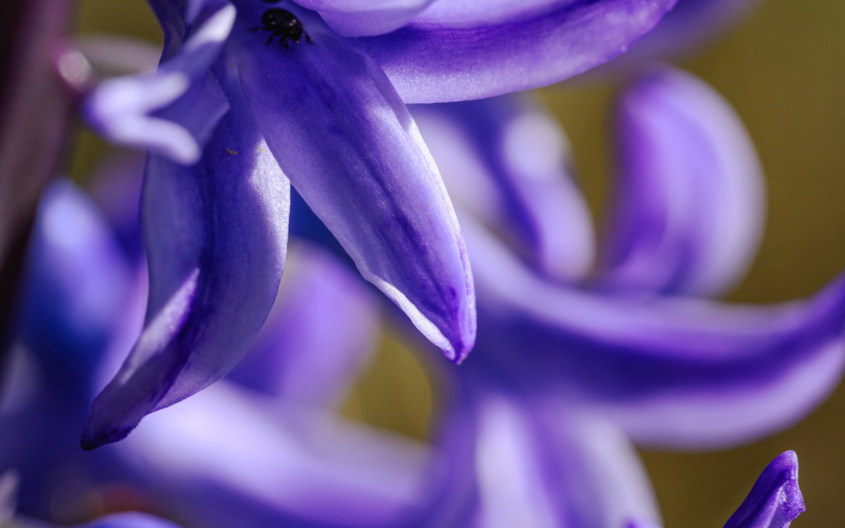 24 07 petites fleurs_-_Jacinthes_Hyacinthus_-_Frederic_Combeau