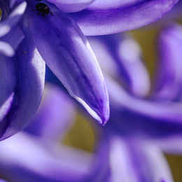 Petites fleurs sauvages à la loupe