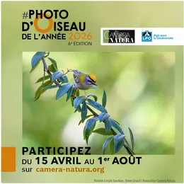 Photo D’oiseau De L’année 2026