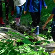 Photographier la petite faune de la mare