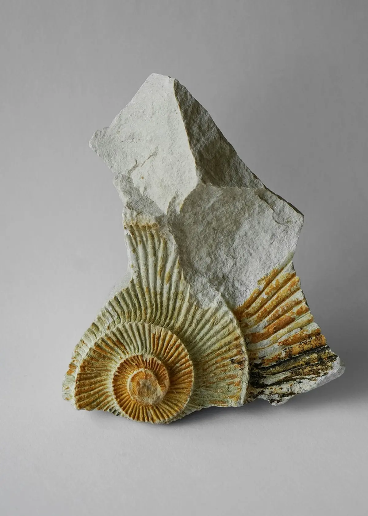 Pint of sciences : Les fossiles de Normandie et l’évolution des espèces