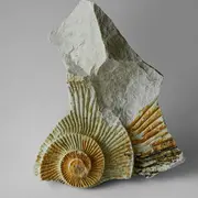 Pint of sciences : Les fossiles de Normandie et l’évolution des espèces