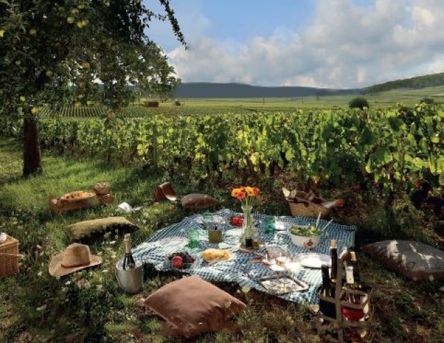 Un pique-nique au cœur des vignes en Alsace 